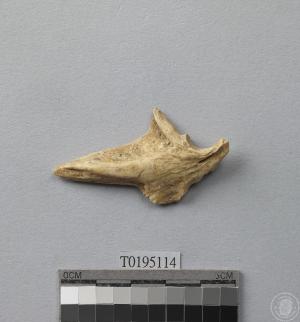 鰺科魚類角骨