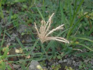 虎尾草、刺虎尾草、孟仁草