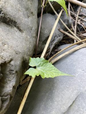 小花蔓澤蘭