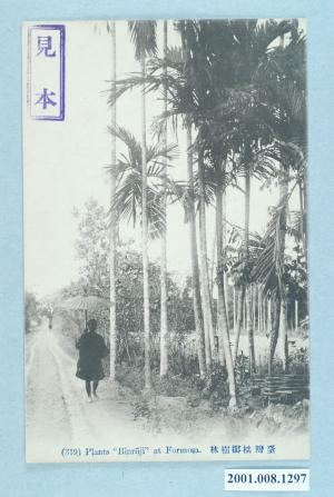 臺灣檳榔樹林