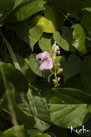 狹刀豆 (濱刀豆)