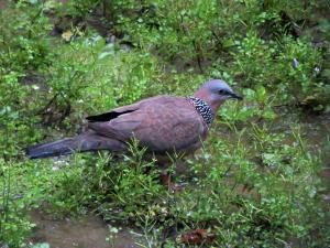 珠頸斑鳩