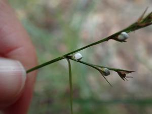 石果珍珠茅