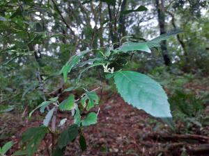 臺灣山桂花