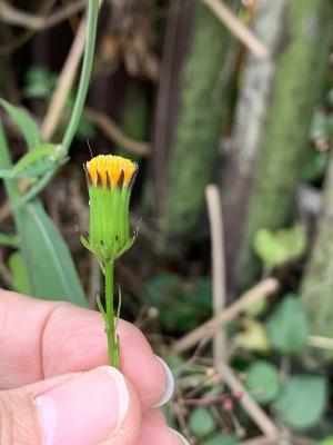 紅鳳菜