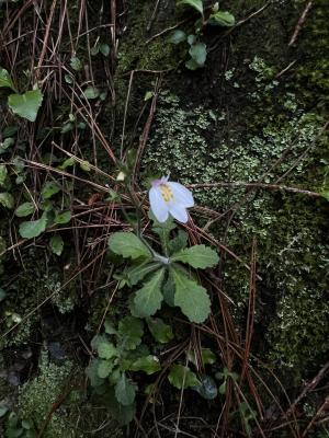 高山通泉草