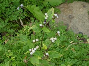 勝紅薊 (藿香薊)