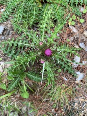 阿里山薊