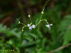 毛果竹葉菜