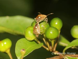 點蝽