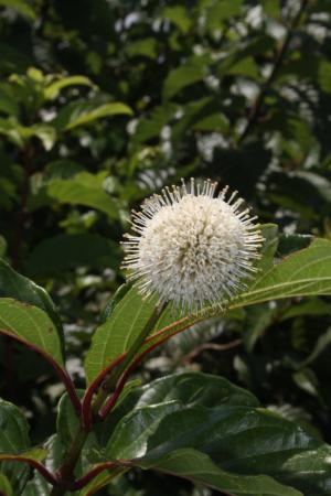 風箱樹-Rubiaceae茜草科-風箱樹屬-Cephalanthus naucleoides-20090708宜蘭-冬山-風箱樹-雙子葉-IMG_5940