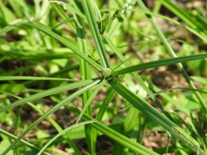 水蜈蚣 / 香根水蜈蚣