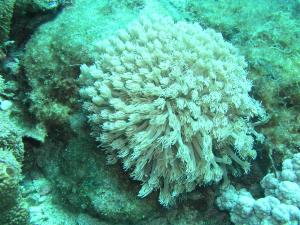 柱形管孔珊瑚
