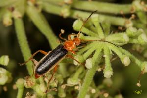 Rhagonycha micheli 米榭黑姬菊虎