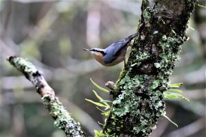 茶腹鳾