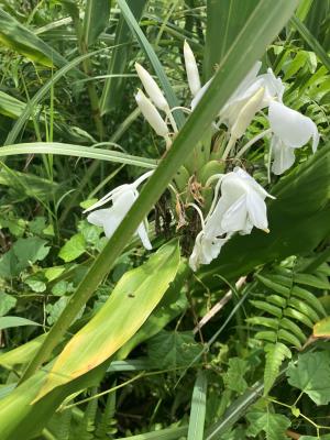 野薑花