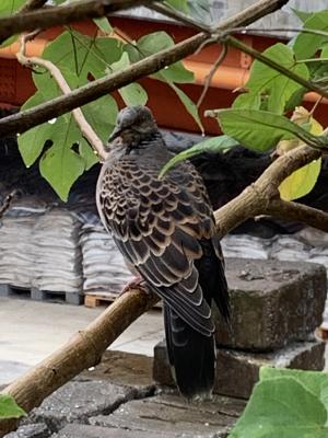 金背鳩(台灣亞種)