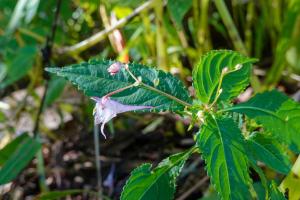 棣慕華鳳仙花