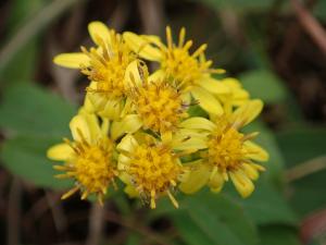 一枝黄花 (金鎖 野黄菊)