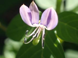 皺子白花菜