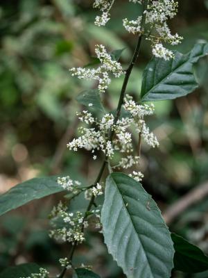 臺灣山桂花