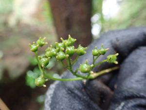 華八仙(華南分布)