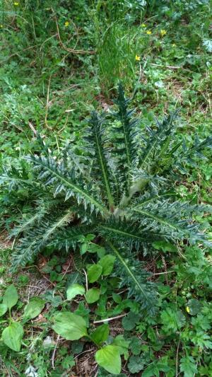 阿里山薊