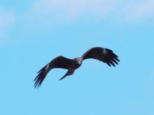 黑鳶