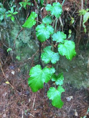 刺花懸鉤子