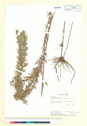 Artemisia feddei Lév. & Vaniot_標本_BRCM 7192
