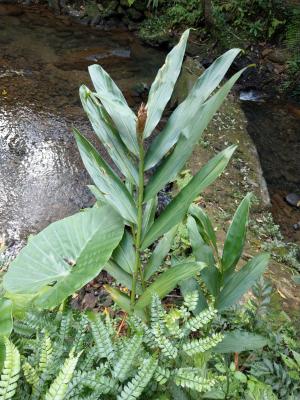 野薑花