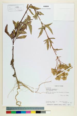 Eupatorium cannabinum L. subsp. asiaticum Kitam._標本_BRCM 5683
