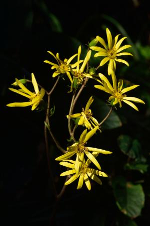 臺灣山菊