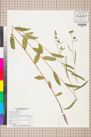 Ludwigia maritima R.M. Harper_標本_BRCM 3547