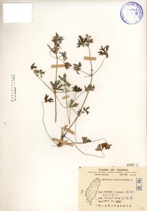 Geranium carolinianum L._標本_BRCM 3980
