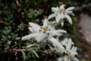 玉山薄雪草