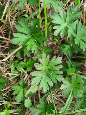 野老鸛草