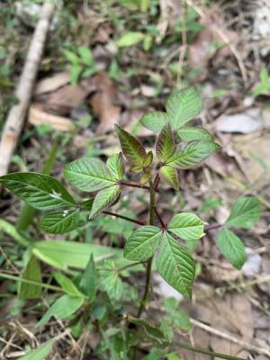 皺子白花菜