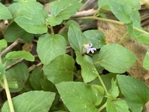 圓葉山梗菜