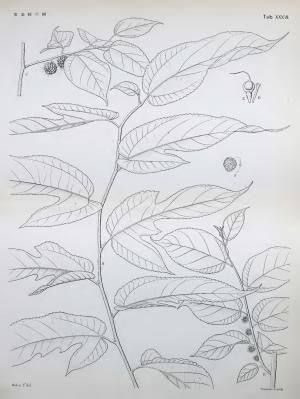 小構樹線繪圖_朝鮮森林植物編