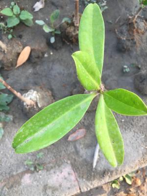 被子植物