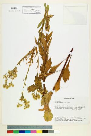 Erigeron annuus (L.) Pers._標本_BRCM 5045