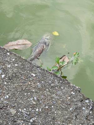 翼甲鯰屬