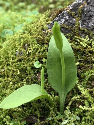 箭蕨 (瓶爾小草)