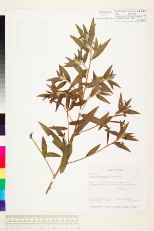 Ludwigia octovalvis (Jacq.) Raven_標本_BRCM 3573