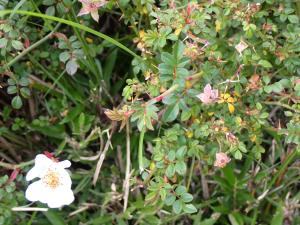 高山薔薇