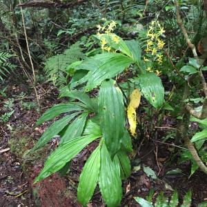 綠花肖頭蕊蘭