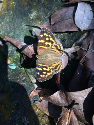 大斑尾蜆蝶