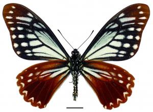 Papilio agestor matsumurae Fruhstorfer, 1909 斑鳳蝶