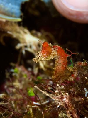 Japanese Pygmy Seahorse